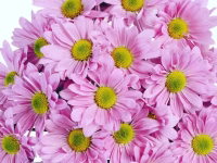 Pink Atlantis Chrysanthemum
