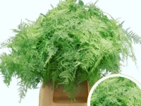 Asparagus Setaceus