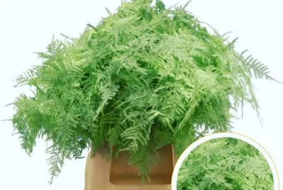 Asparagus Setaceus
