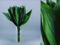 Aspidistra