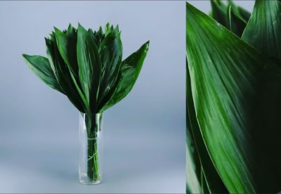 Aspidistra