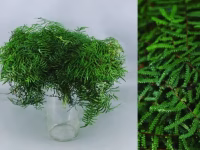 Coral Fern