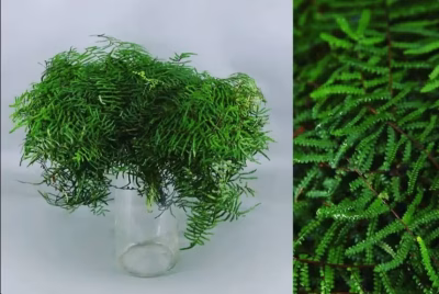 Coral Fern