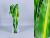 Dracena