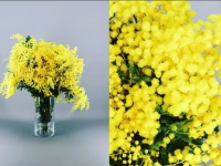 Mimosa