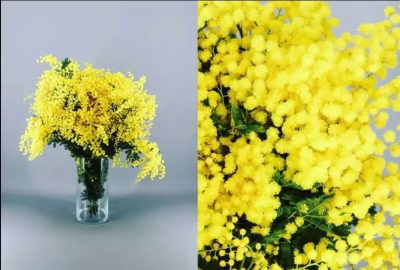 Mimosa en Pomo