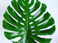Monstera