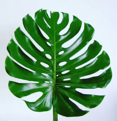Monstera Extra
