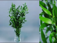 Ruscus Acuelatus Danae