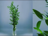 Ruscus Acuelatus