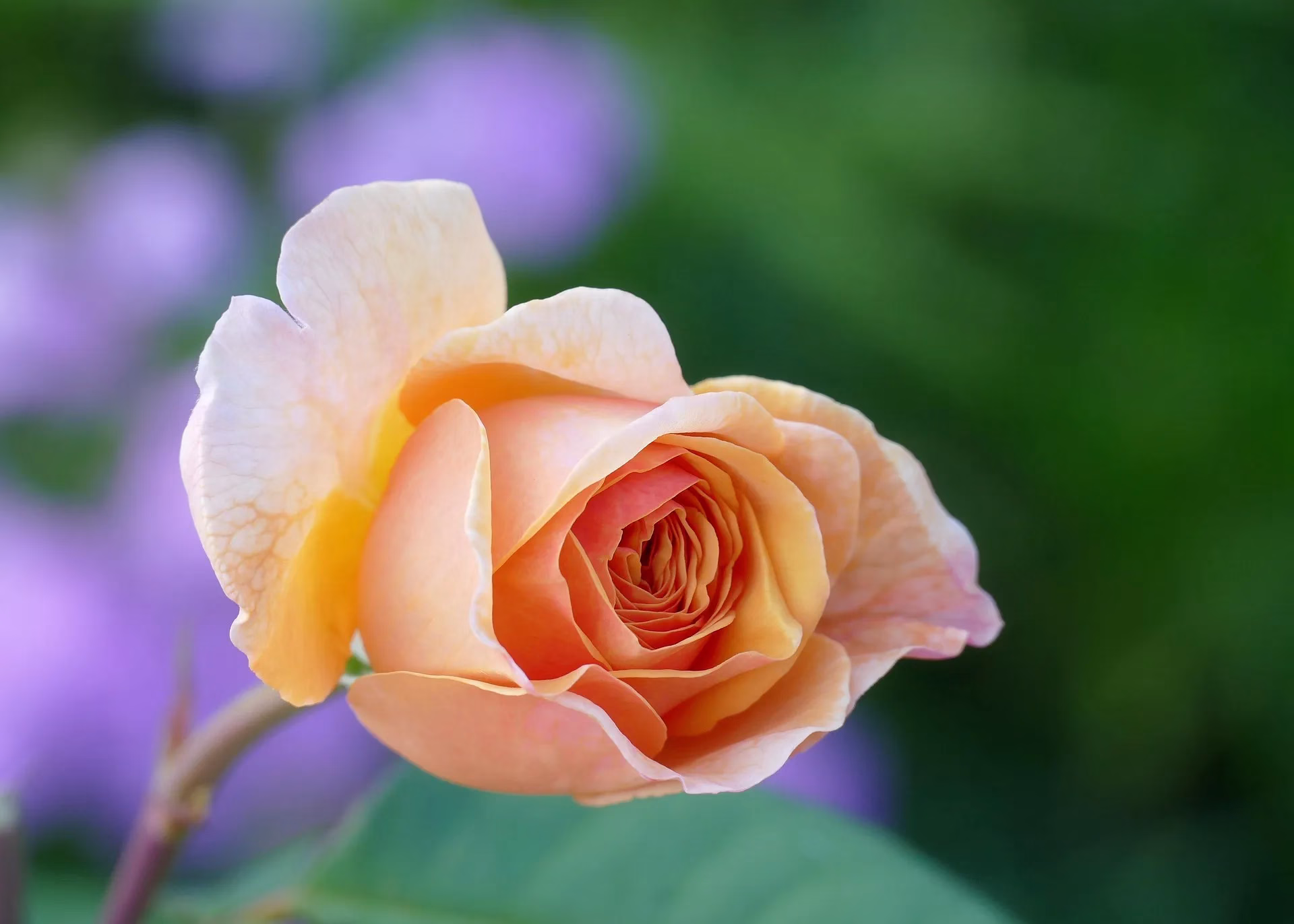 Mayoristas de Flores y Plantas