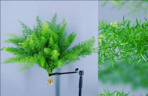 Asparagus Densiflorus Myers