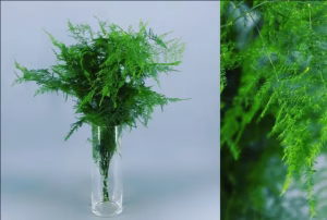 Asparagus Setaceus Esparraguera De VLC