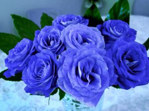 Rosa Azul Sant Jordi 2026