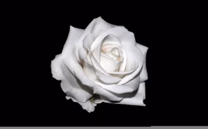 Rosa Blanca y Crema Sant Jordi