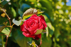 Rosa Roja Sant Jordi