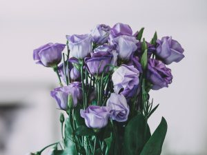 Posas Púrpura Sant Jordi