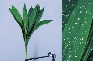 Aspidistra Via Lactea