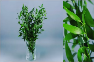 Ruscus Acuelatus Danae 130gr 🇳🇱