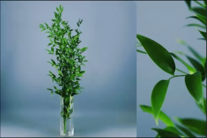 Ruscus Acuelatus Danae 4 Tallos 🇮🇹